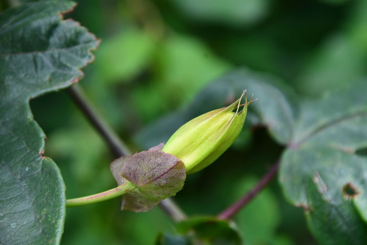 Close-up of green leaves on plant
