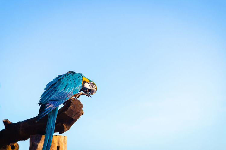 Low angle view of a bird perching on a blue sky