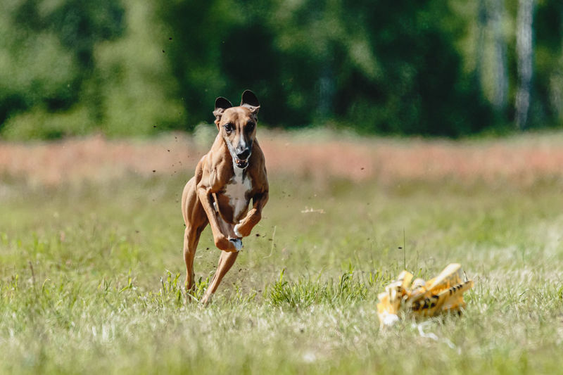 Azawakh dog lifted off the ground during the dog racing competition running straight into camera