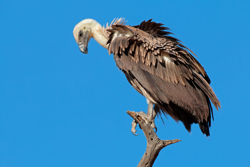 A white-backed vulture - gyps africanus - on a branch against a blue sky, south africa