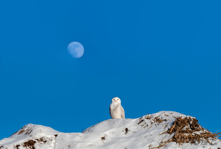 Snowy and the moon