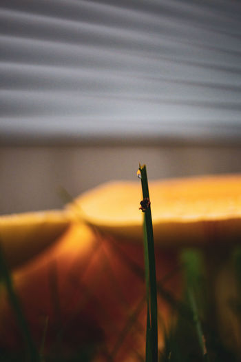 One strand of grass can change everything