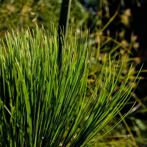 Close-up of crops growing on field