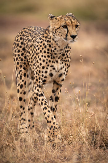 Cheetah walking on field