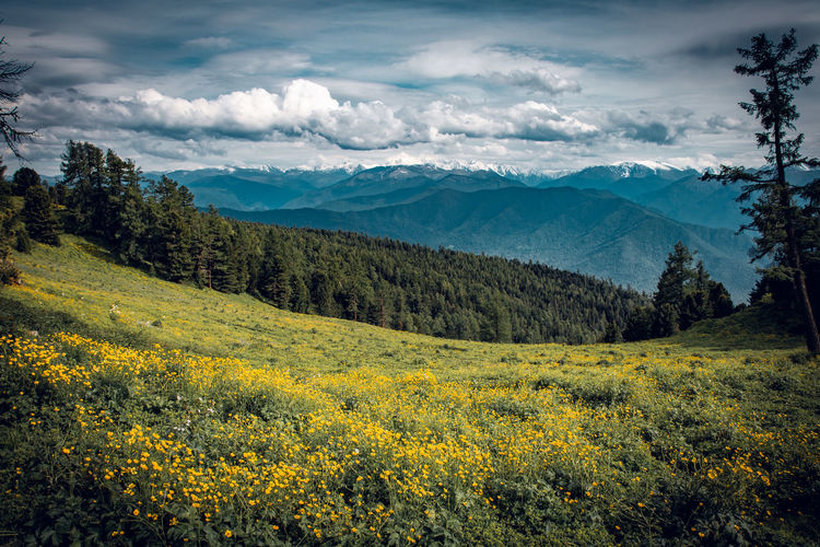 Beautiful scenery of colorful altai mountains, flower blossom field and partly clouded sky.