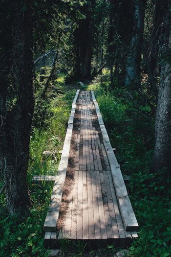 Wooden walkway amidst trees in forest