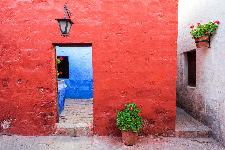 Potted plant by red doorway