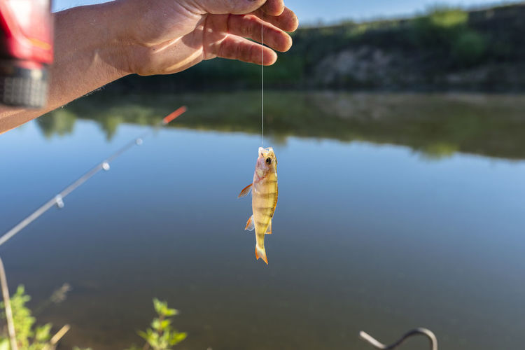 A small european perch caught on bait by the lake, hanging on a hook on a fishing rod.