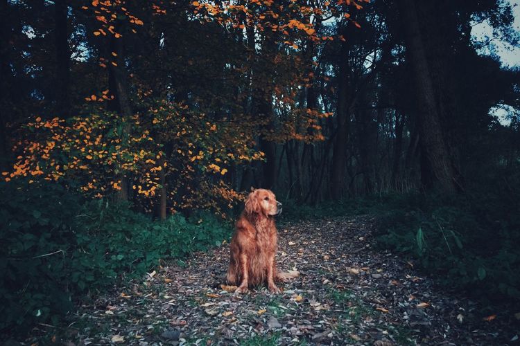 Golden retriever sitting on footpath in forest during sunset
