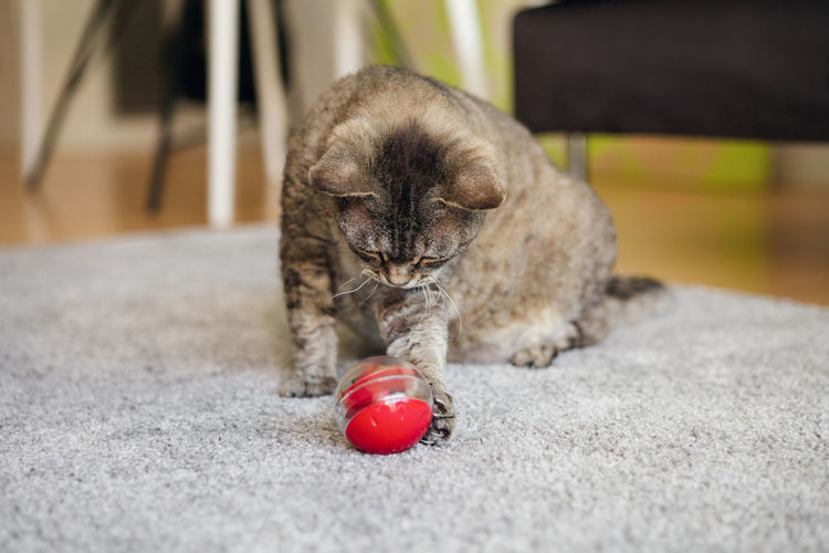 Playful kitty having fun with a challenging toy for felines at home. accessory against overeating.