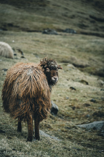 Sheep looking at camera outdoors
