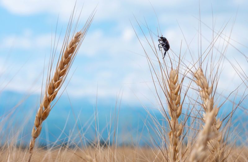 Close-up of wheat growing on field against sky with bug