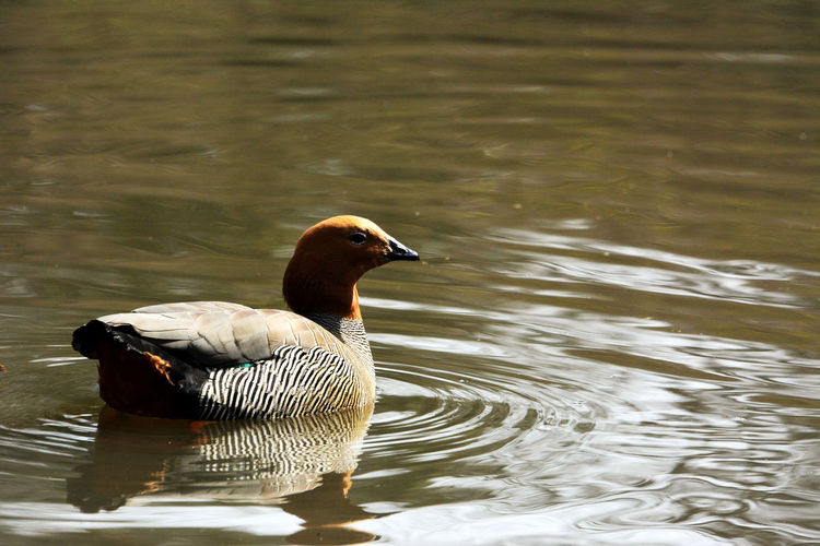 Ruddy headed goose in a lake