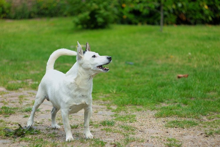 White dog standing on field