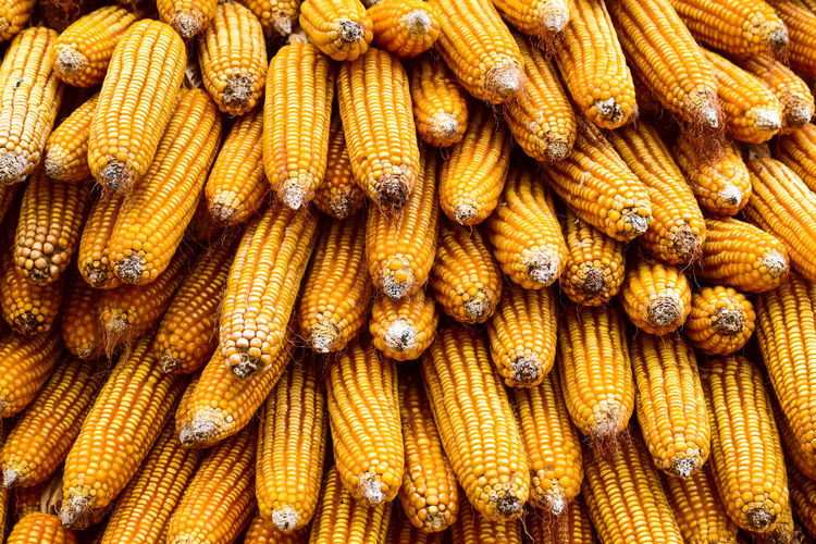Close up of dry yellow corn.