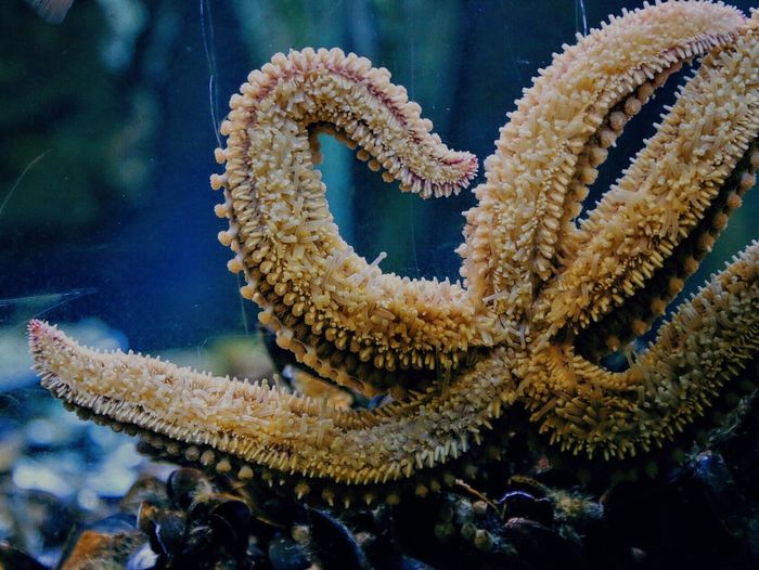 Close-up of starfish in fish tank at aquarium