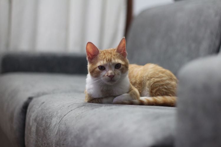 Portrait of cat resting on sofa at home