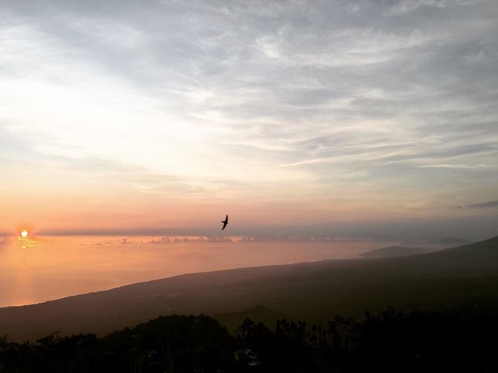 Silhouette bird flying over landscape against sky