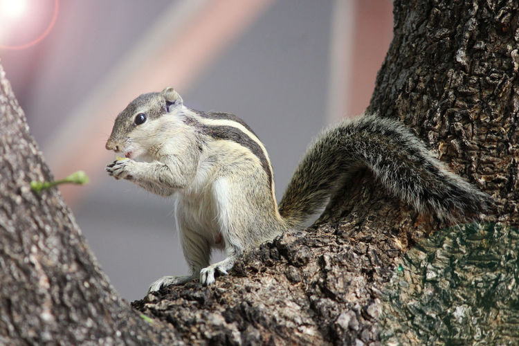 Close-up of squirrel on tree trunk