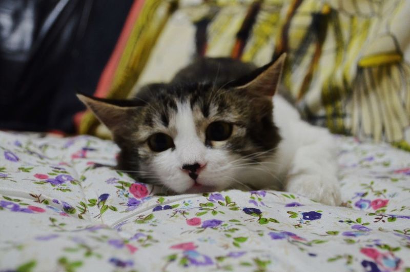 Close-up of cat resting on bed at home