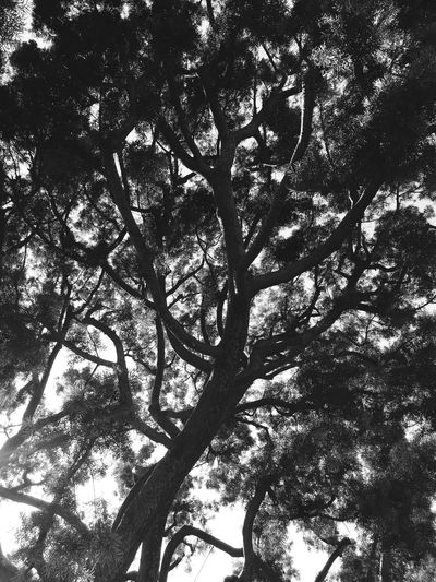 Low angle view of trees in forest against sky