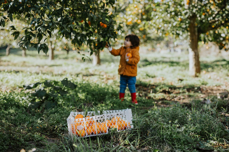 Girl picking oranges in organic farm