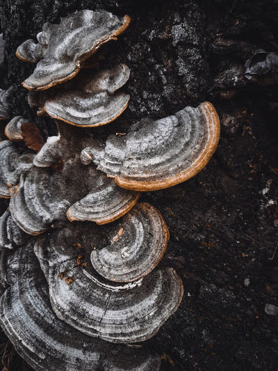 High angle view of mushrooms