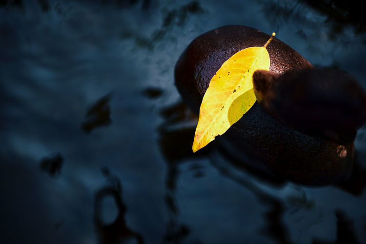 Close-up of yellow leaf on rock