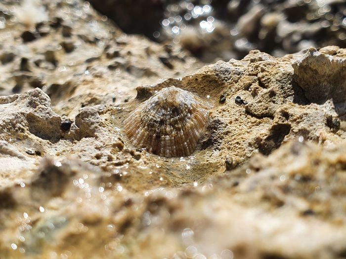 Close-up of crab on sand