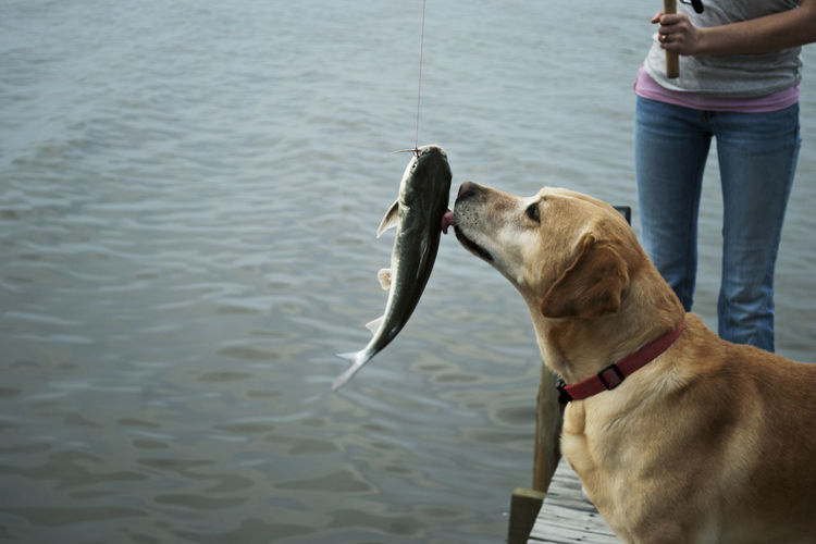 Dog licking a caught fish by a lake