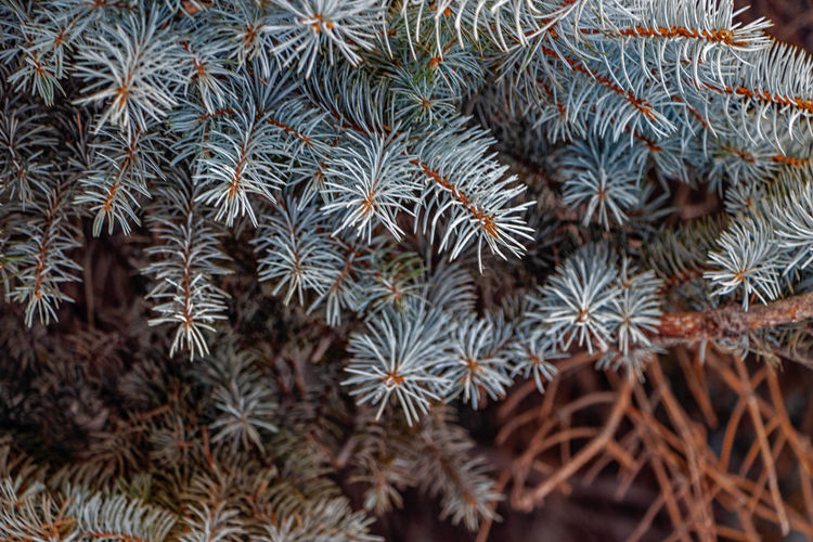 Beautiful fluffy branches of a coniferous tree close-up. photo taken in chelyabinsk, russia.