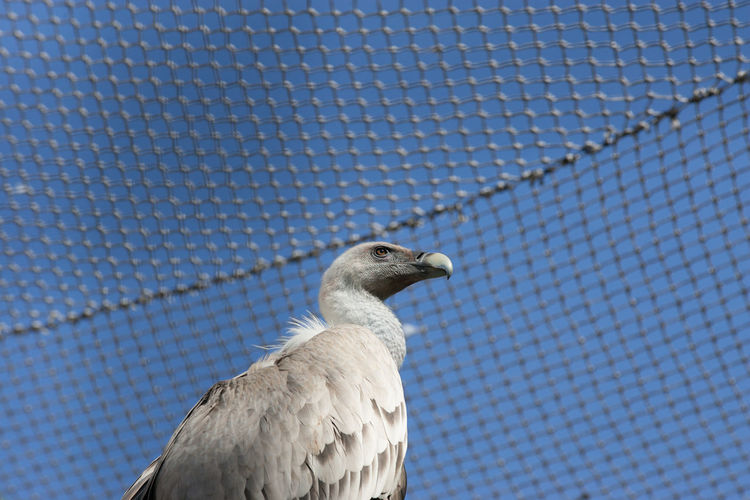 Low angle view of vulture in cage against blue sky