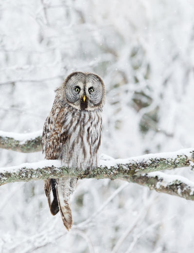 Portrait of owl perching on branch during winter