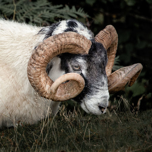 Scottish blackfaced sheep are one of the hardiest sheep breeds in the country 