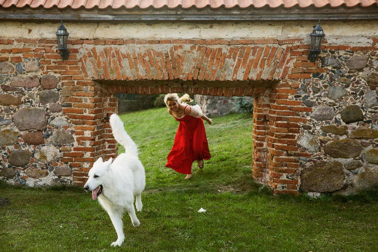 View of a dog on the wall