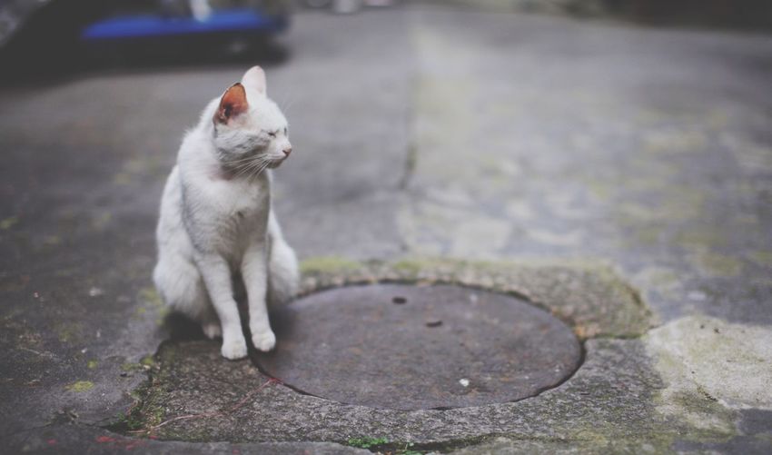 Cat sitting by manhole covered with lid