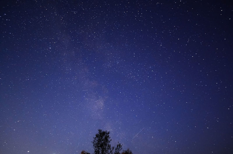 Low angle view of trees against star field at night