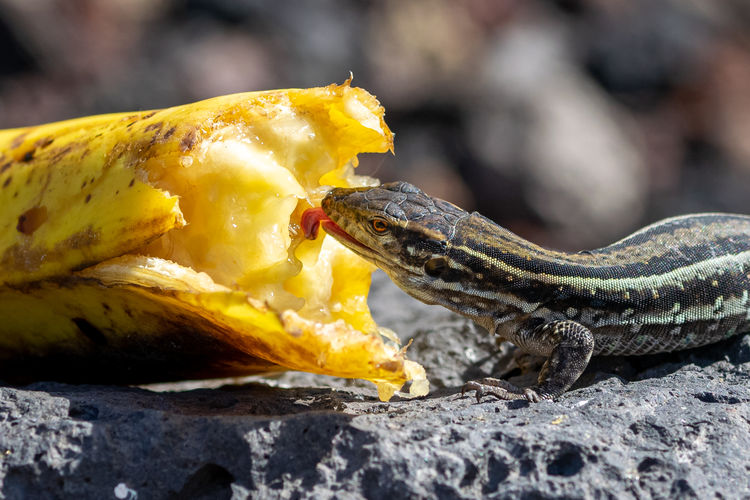 La palma wall lizards, gallotia galloti palmae, eating discarded banana on volcanic rock. 