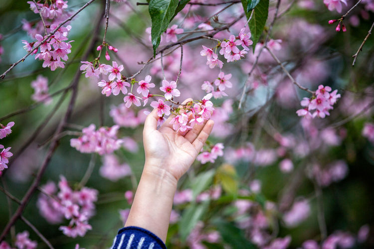 Close-up of woman touching cherry blossom