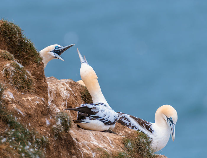Single gannet at bempton cliffs