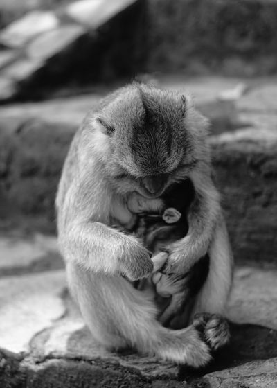 Monkey with baby sitting on land