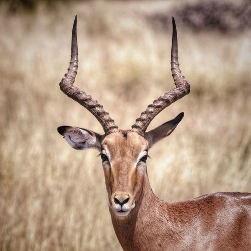 Close-up of impala on land