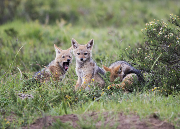 Fox pups on grassy field