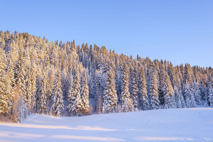 snow