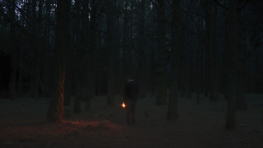 Rear view of person standing by trees in forest at night