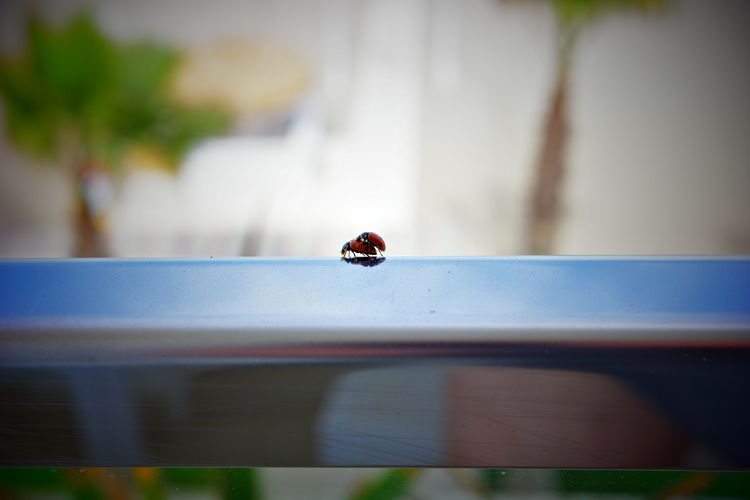 ladybug