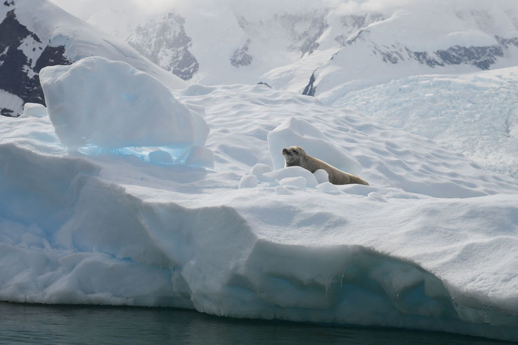 View of seal in snow