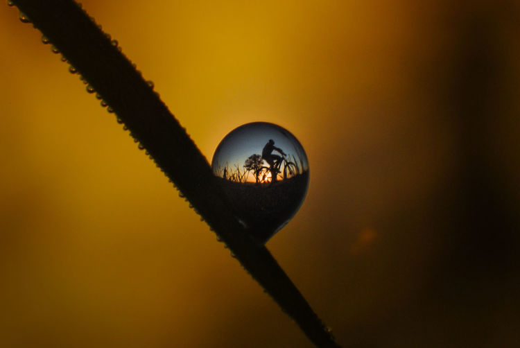 Reflection of person riding bicycle on land in water drop on plants stem against sky during sunset