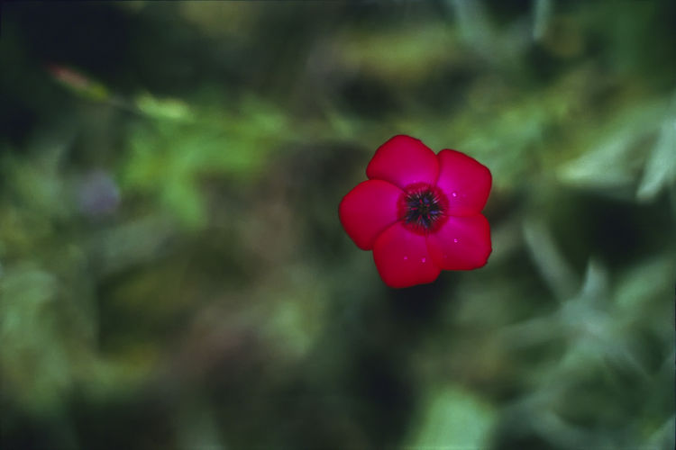 Close-up of pink flower