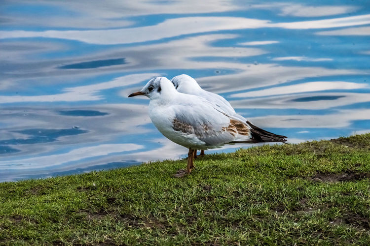 Seagull on a field